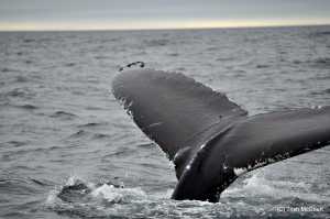 Brier Island Whale and Sea Bird Cruises